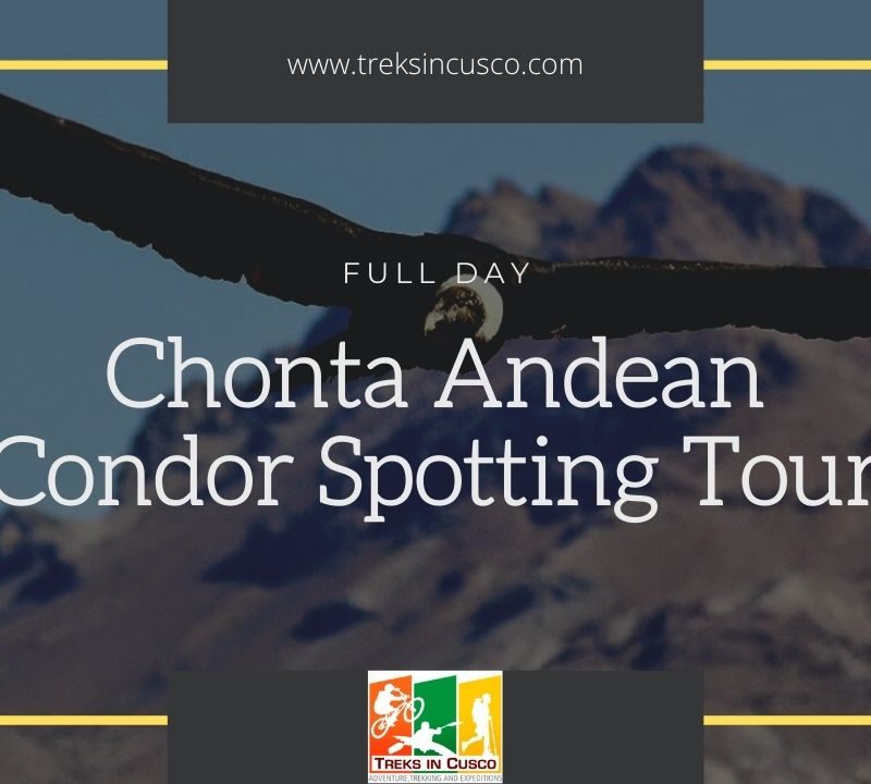 Chonta Andean Condor Sighting Tour Full Day